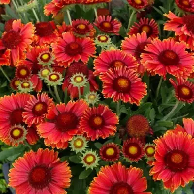 Гайлардия АРИЗОНА РЕД ШЕЙДС в Фаниполе