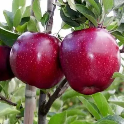 Яблоня РЕД ДЕЛИШЕС в Фаниполе