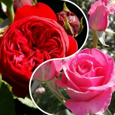 Комплект РОМАНТИЧЕСКИЙ БУКЕТ в Фаниполе