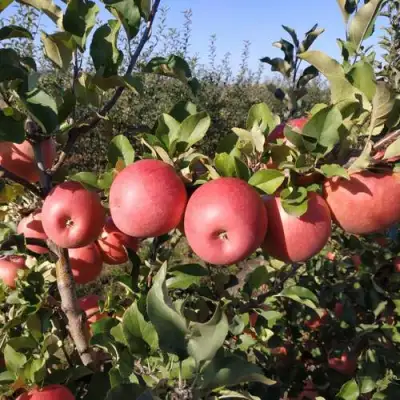 Яблоня ЧЕМПИОН РЕНО в Фаниполе