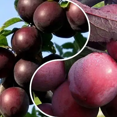 Комплект ИЗЮМИНКА САДА в Фаниполе