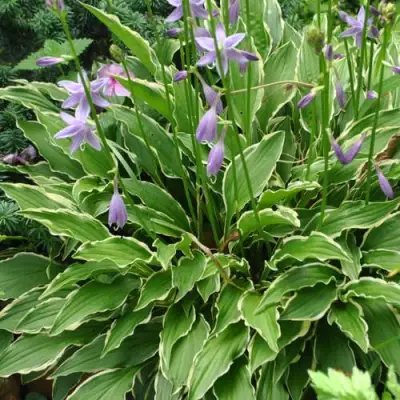 Хоста СТИЛЕТТО гибридная в Фаниполе