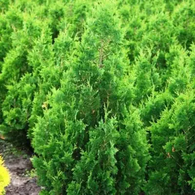 Туя СПИРАЛИС западная в Фаниполе
