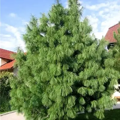 Сосна гриффита в Фаниполе