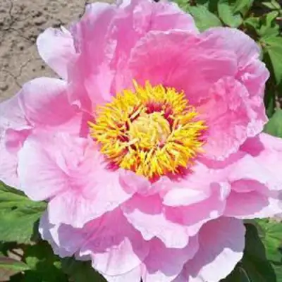 Пион МАРАМАЦУ-ЗАКУРА древовидный в Фаниполе