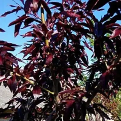 Персик БУРГУНДИ краснолистный в Фаниполе