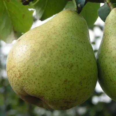 Груша ПЛАТОНОВСКАЯ в Фаниполе