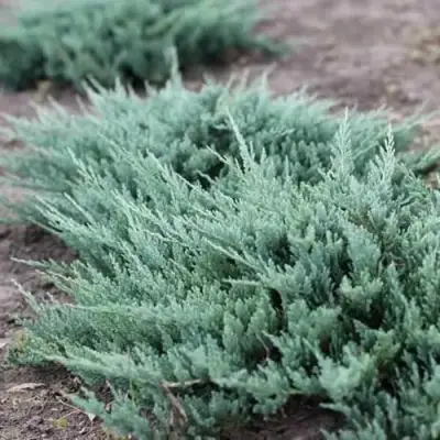 Можжевельник БЛЮ ЧИП горизонтальный  в Фаниполе