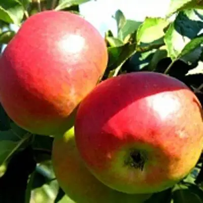 Яблоня СОКОЛОВСКОЕ стелющаяся в Фаниполе