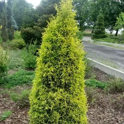 Можжевельник ГОЛД КОН обыкновенный в Фаниполе