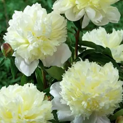 Пион ЛАУРА ДЕСЕРТ травянистый в Фаниполе