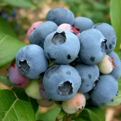 Голубика КОЛЛИНЗ в Фаниполе