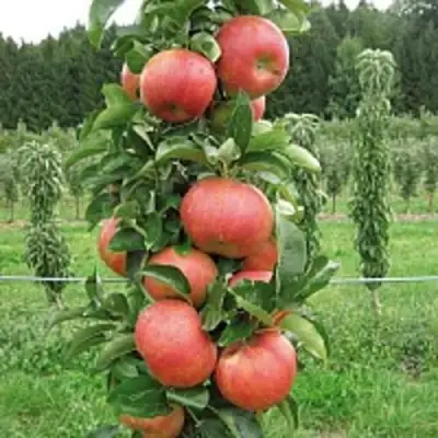 Яблоня ЯНТАРНОЕ ОЖЕРЕЛЬЕ колонновидная в Фаниполе