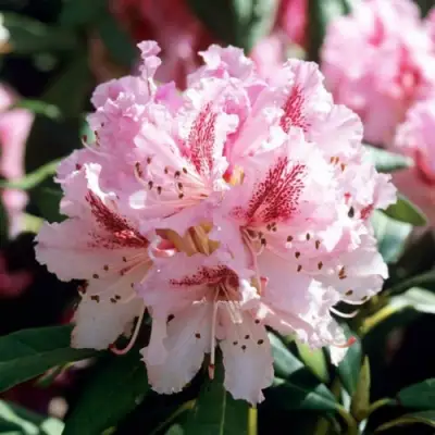 Рододендрон ЧИР в Фаниполе