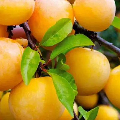 Слива МЕДОВАЯ ЖЁЛТАЯ в Фаниполе