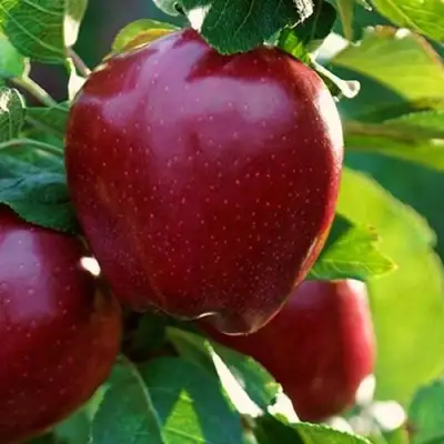 Яблоня РЕД ЧИФ в Фаниполе