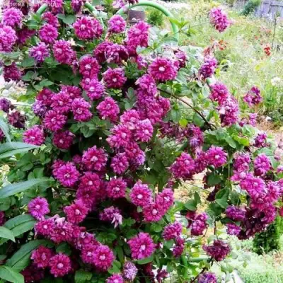 Клематис ПУРПУРЕА ПЛЕНА ЭЛЕГАНС в Фаниполе