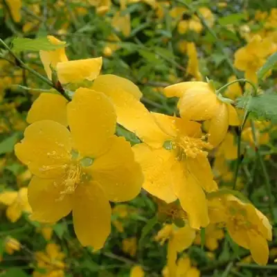 Керрия японская ГОЛДЕН ГИНЕЯ в Фаниполе