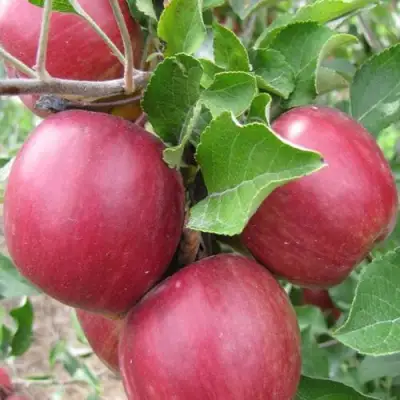 Яблоня МОСКОВСКОЕ ОЖЕРЕЛЬЕ колонновидная в Фаниполе