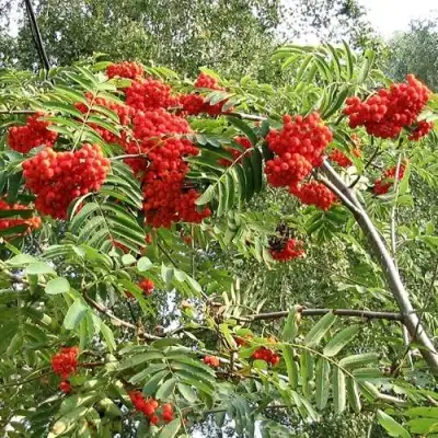 Рябина САХАРНАЯ ПЕТРОВА сладкоплодная в Фаниполе