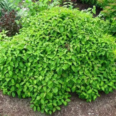 Дерен КЕЛСЕИ шелковистый  в Фаниполе