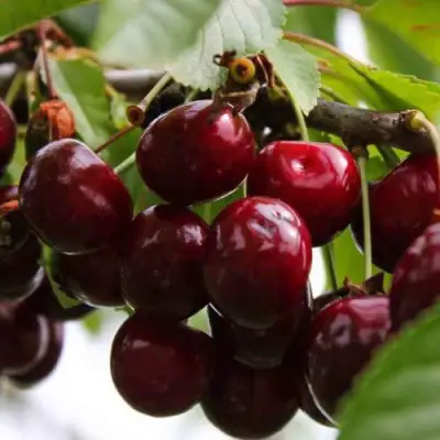 Вишня НОВОДВОРСКАЯ в Фаниполе