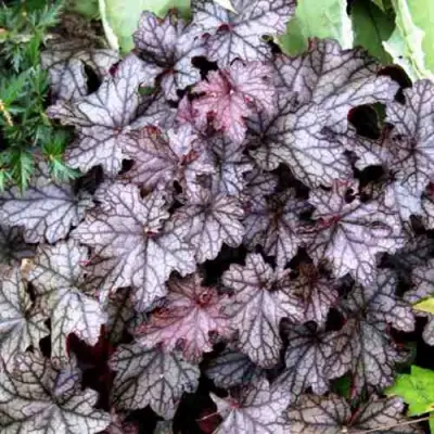 Гейхера ШУГА ФРОСТИНГ в Фаниполе