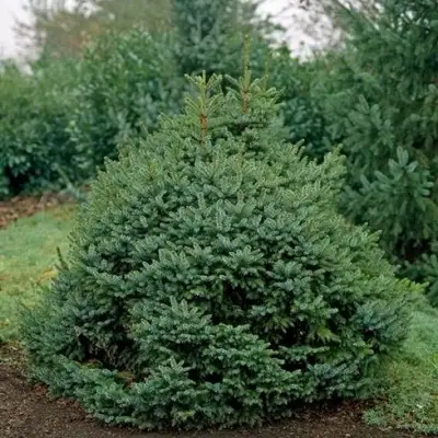 Ель НАНА сербская в Фаниполе