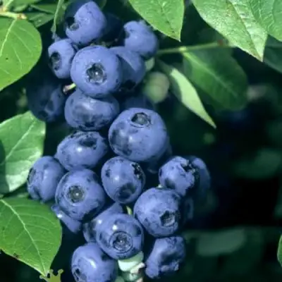 Голубика НОРТ КАНТРИ в Фаниполе