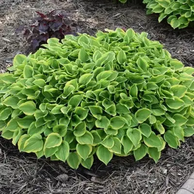 Хоста ГОЛДЕН ТИАРА в Фаниполе