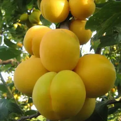 Слива ЛОДВА в Фаниполе