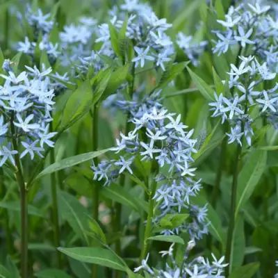 Амсония иволистная в Фаниполе