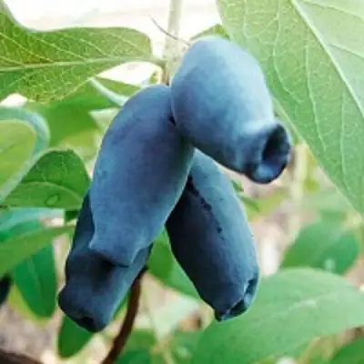 Жимолость съедобная АМФОРА в Фаниполе