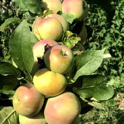 Яблоня ПРИОКСКОЕ колонновидная в Фаниполе