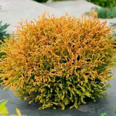 Туя ГОЛДЕН ТАФФЕТ западная в Фаниполе