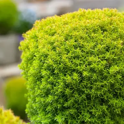 Туя АННИЕК западная в Фаниполе