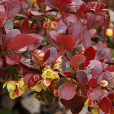 Барбарис КАРМЕН тунберга в Фаниполе