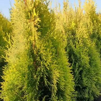 Туя ГОЛДЕН СМАРАГД западная в Фаниполе