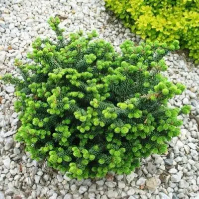 Пихта НАНА бальзамическая в Фаниполе