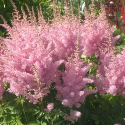 Астильба ЭДЕНС ОДИССЕЙ Арендса в Фаниполе