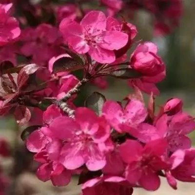 Яблоня РЕД КЕТТИ в Фаниполе