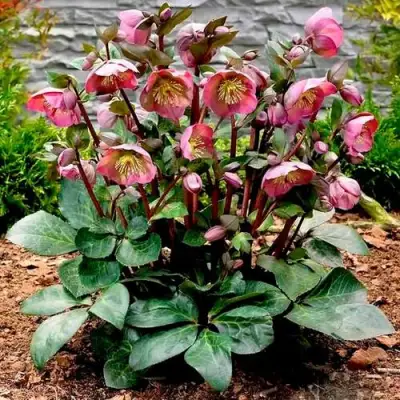 Морозник ВОСТОЧНЫЙ в Фаниполе