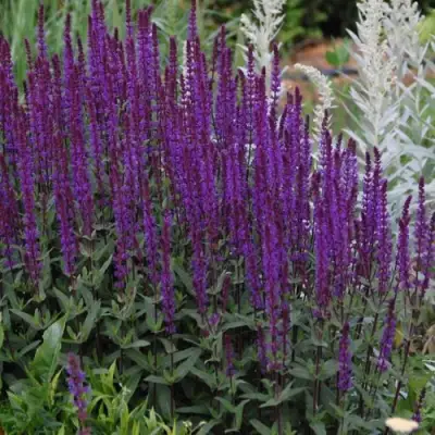 Шалфей КАРАДОНА в Фаниполе