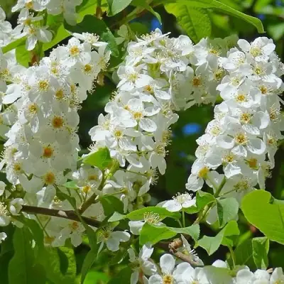 Черемуха ЧАЙКА в Фаниполе
