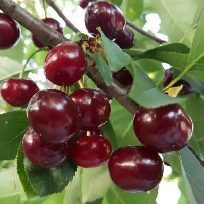 Дюк СЛАВЯНКА в Фаниполе