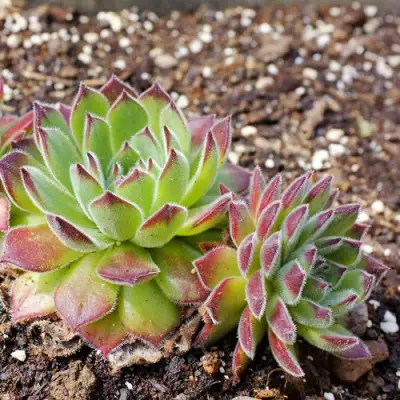 Молодило РУССКОЕ в Фаниполе