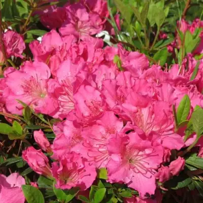 Азалия КИРСТИН японская в Фаниполе