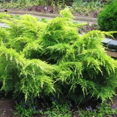 Можжевельник ГОЛД КОСТ средний в Фаниполе