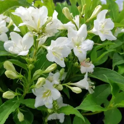 Вейгела БРИСТОЛЬСКАЯ СНЕЖИНКА в Фаниполе