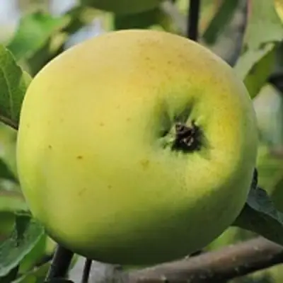 Яблоня РОССИЯНКА в Фаниполе